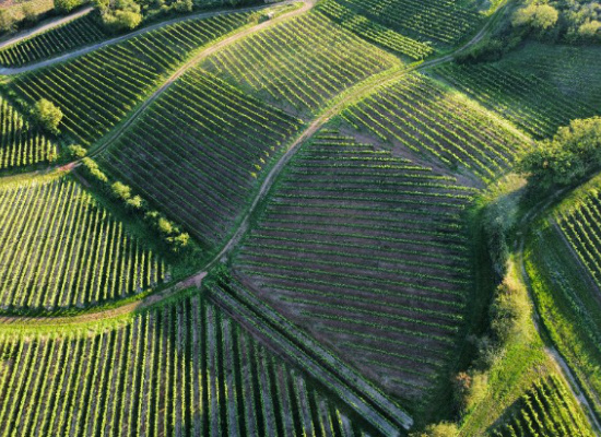 Protektorace – procprotektory.cz